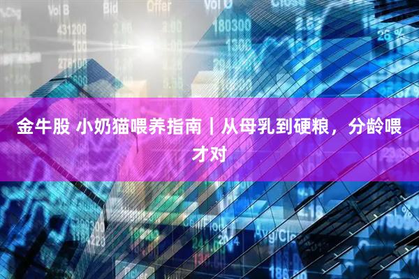 金牛股 小奶猫喂养指南｜从母乳到硬粮，分龄喂才对